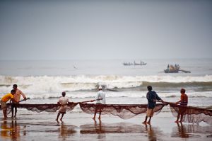 Beach-seine Fishing in Goa