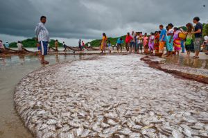 Beach-seine Fishing in Goa