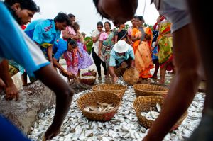 Beach-seine Fishing in Goa