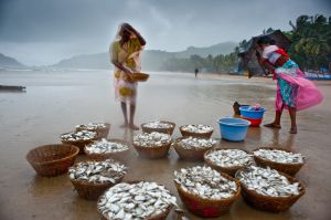 Beach-seine Fishing in Goa