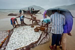 Beach-seine Fishing in Goa