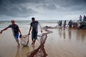 Beach-seine Fishing in Goa